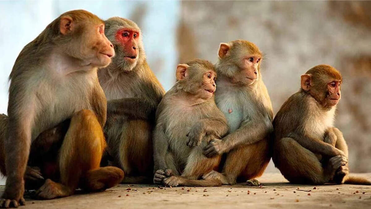Almora : तेंदुओं और बंदरों से दहशत में अल्मोड़ा! संजय पाण्डे की बड़ी पहल से जागा प्रशासन